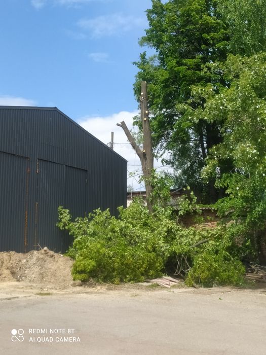 Спил дерев. Не дорого, якісно та швидко