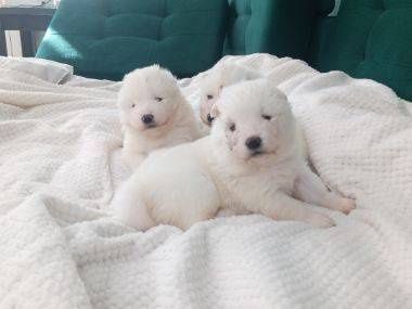 Szczenie samoyed