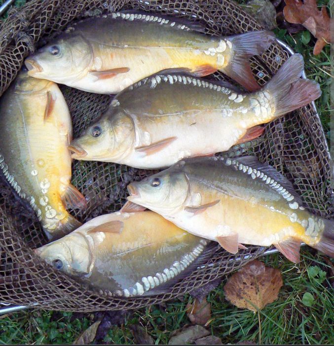 Narybek Karp Amur Tołpyga Lin Jesiotr Karaś Ryby do stawów