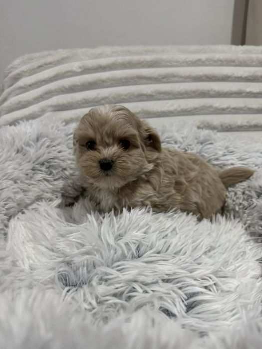 Maltipoo, pudel toy, maltańczyk
