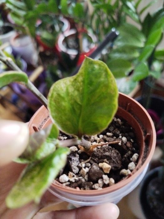 Zamiokulkas lucky whitte