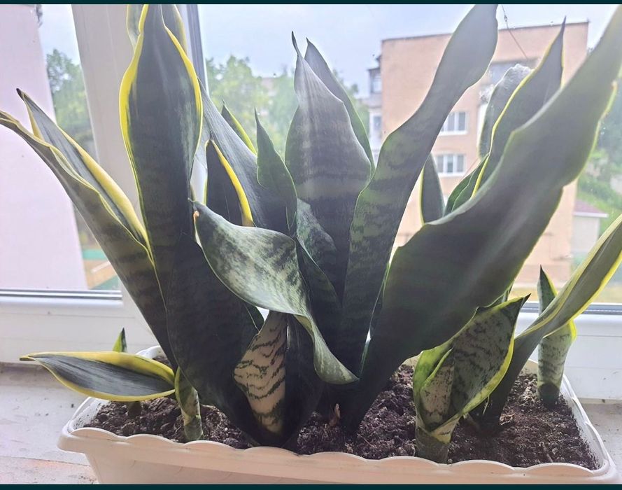 САНСЕВʼЄРА. Кімнатна рослина