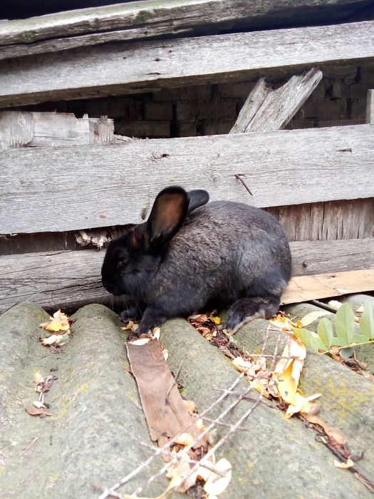 Продам молодих кроліков