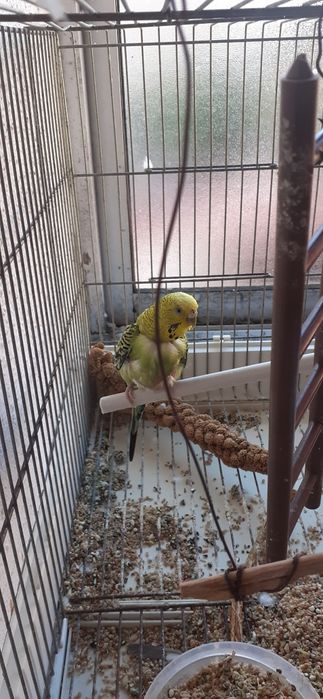 Piriquito FEMEA australiano para trocar por canario