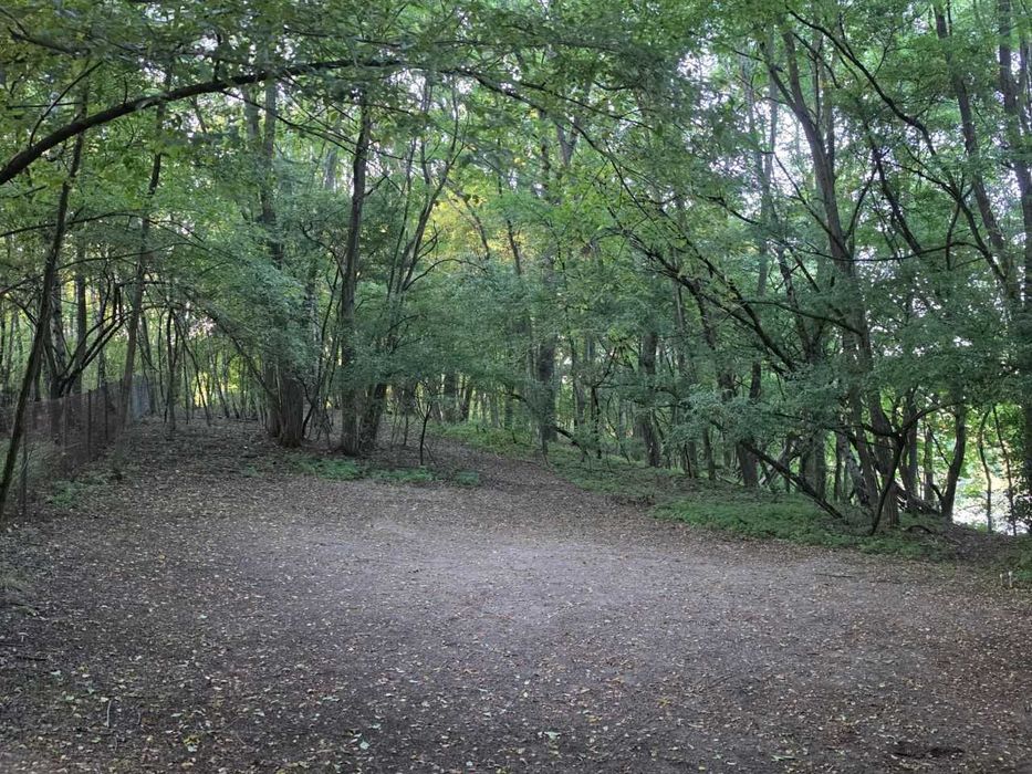 Działka leśna z linią brzegową - Widok 3