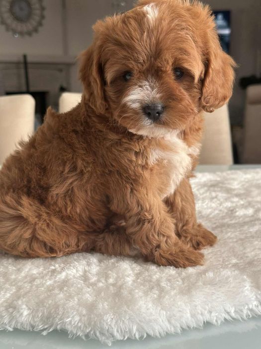 Cudowna sunia Cavapoo