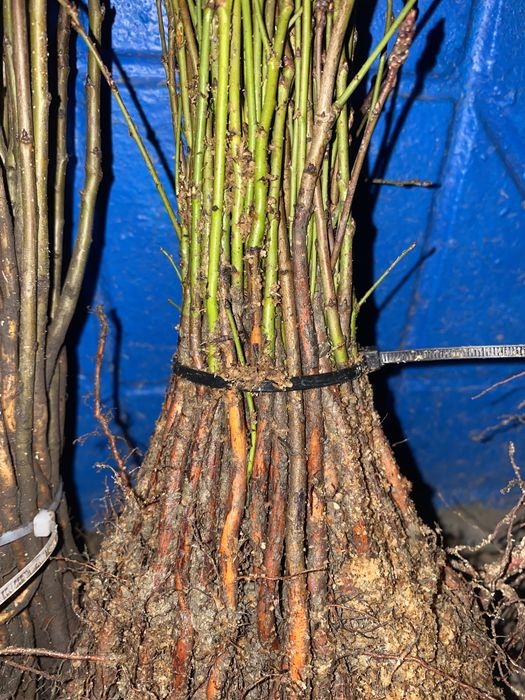 Алича ,дичка груші,антипка ,жардель,айва ва29