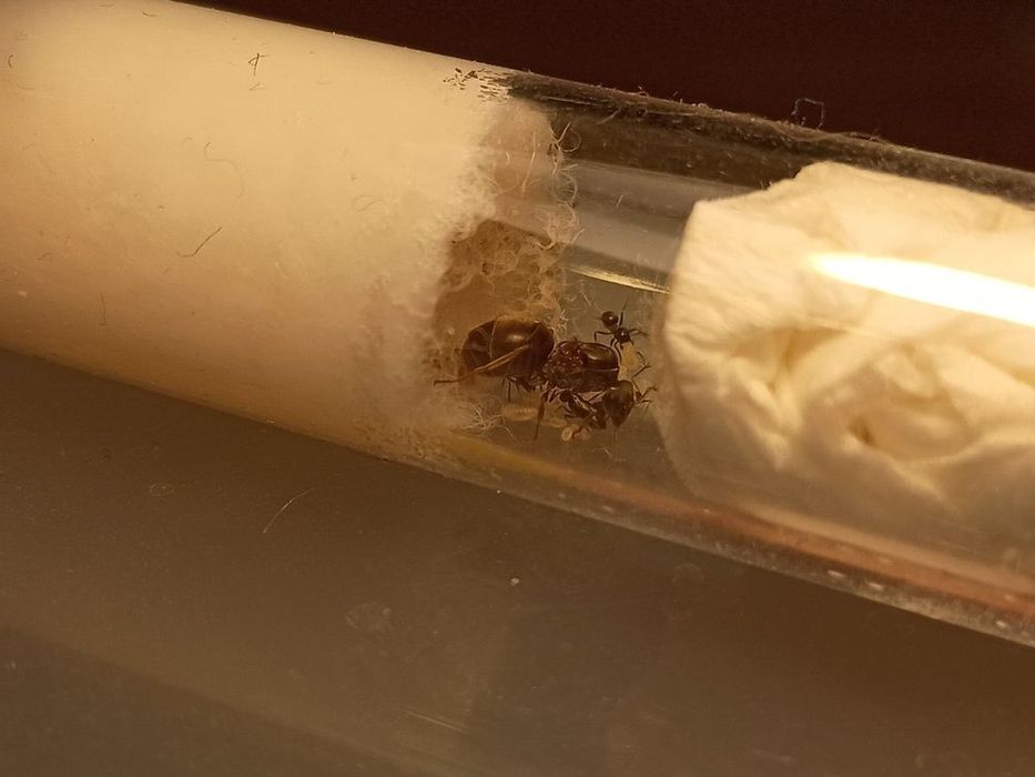Lasius Niger Q+1-5w