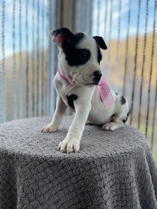 Американський стаффордширський терєр (амстафф)