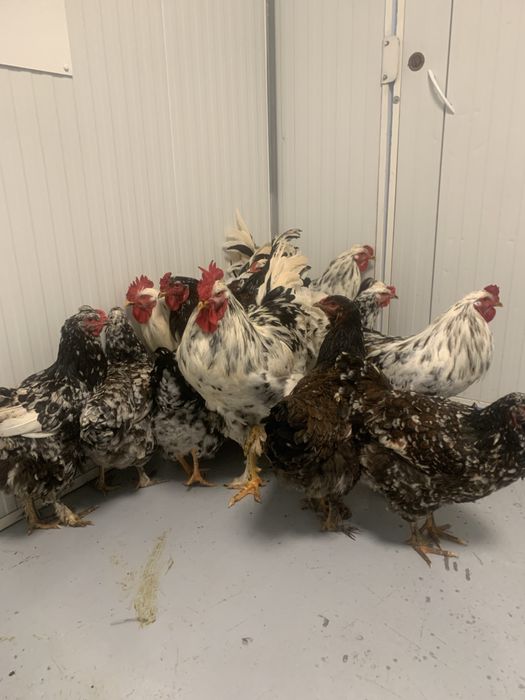 Galinhas Exóticas, Pintos e Ovos Azuis