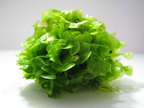 Ломариопсис линеата. Аквариумные растения