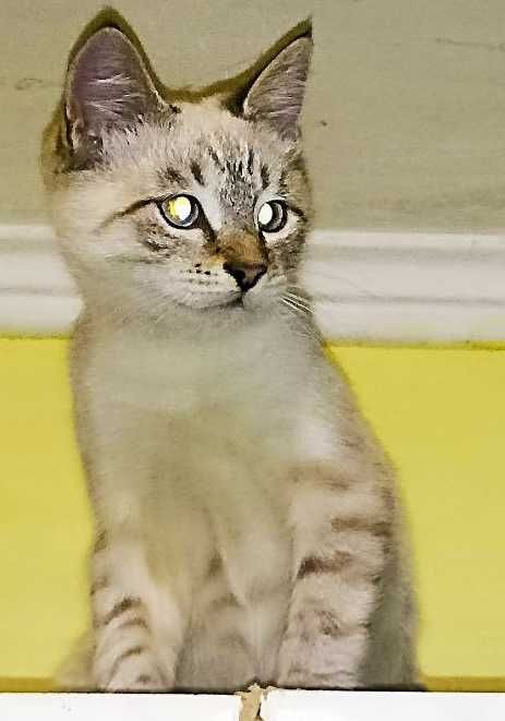 Відам гарного котика, хлопчика