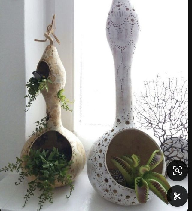 Лагенария,семена,сушеные плоды.для декора