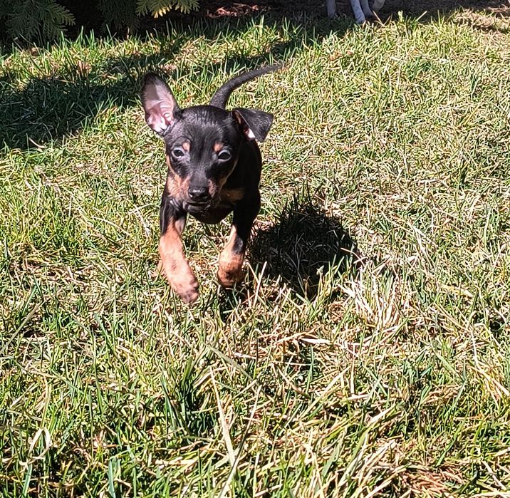 Sprzedam pinczerka miniaturowego