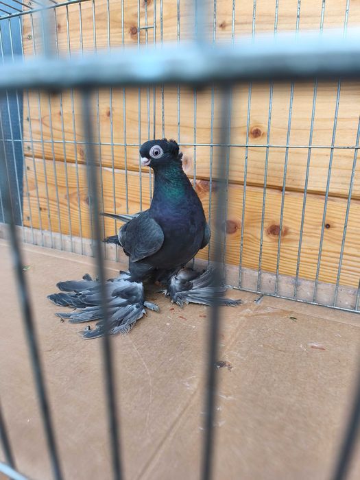 Wywrotki mazurskie wywrotek