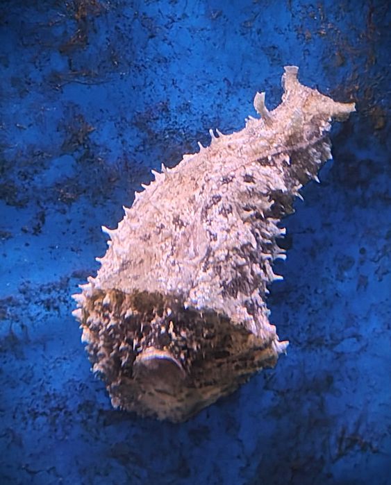 Dolabella auricularia. Morskie