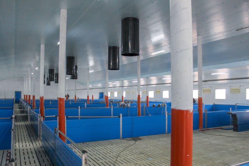 Ocieplenie Termoizolacja Płyta Styrodur XPS AGRO Niebieska na Chlewnie