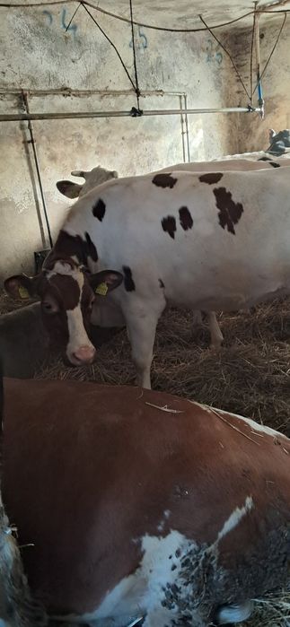 Jałówki cielne hf i rw