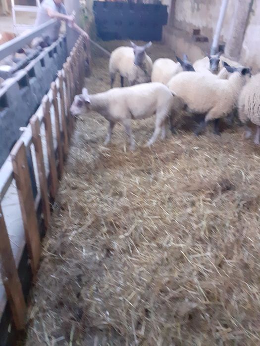 Borregos raça francesa Bleu Domaine