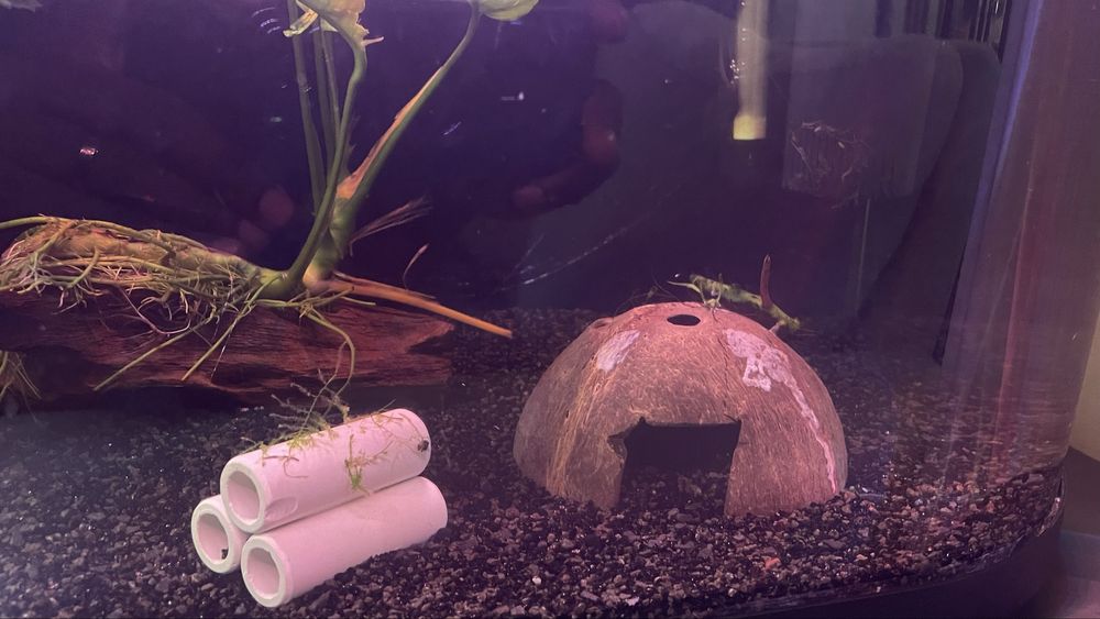 Vendo plantas e peixes