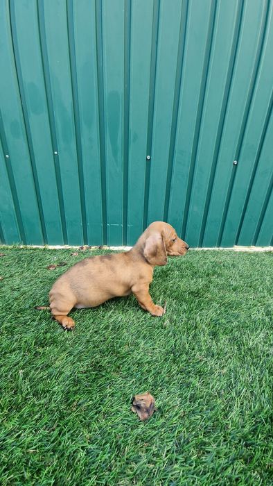 Teckel Castanho Merle Fêmea