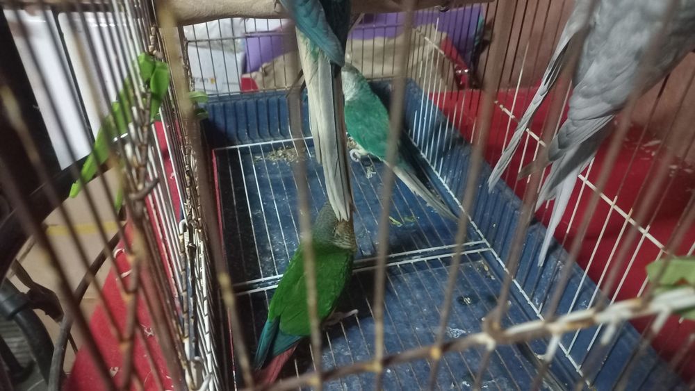 Vendo caturras, piurras e rosicois s entre outros passarinhosinhos