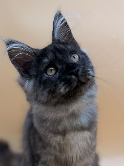 Мейн кун  котенок девочка