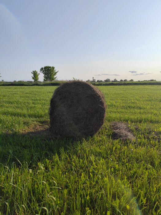 Siano 2025  baloty 120x120 transport