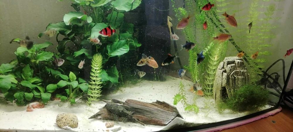 sprzedam ryby akwariowe \ ikrzaki \