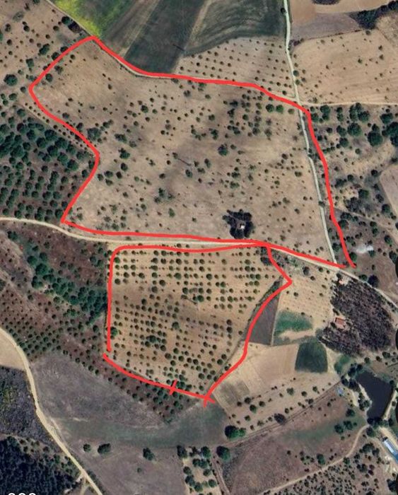 Vende-se Terreno com castanheiros (7 hectares) - Bragança
