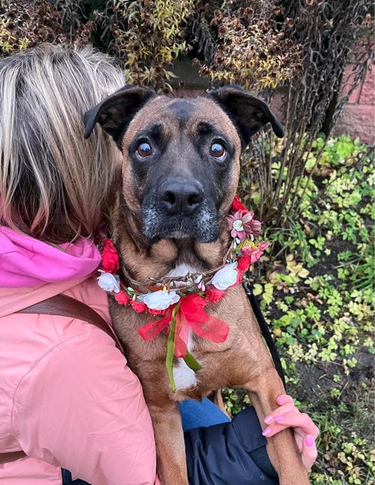 Puma w typie boksera pilnie szuka domu