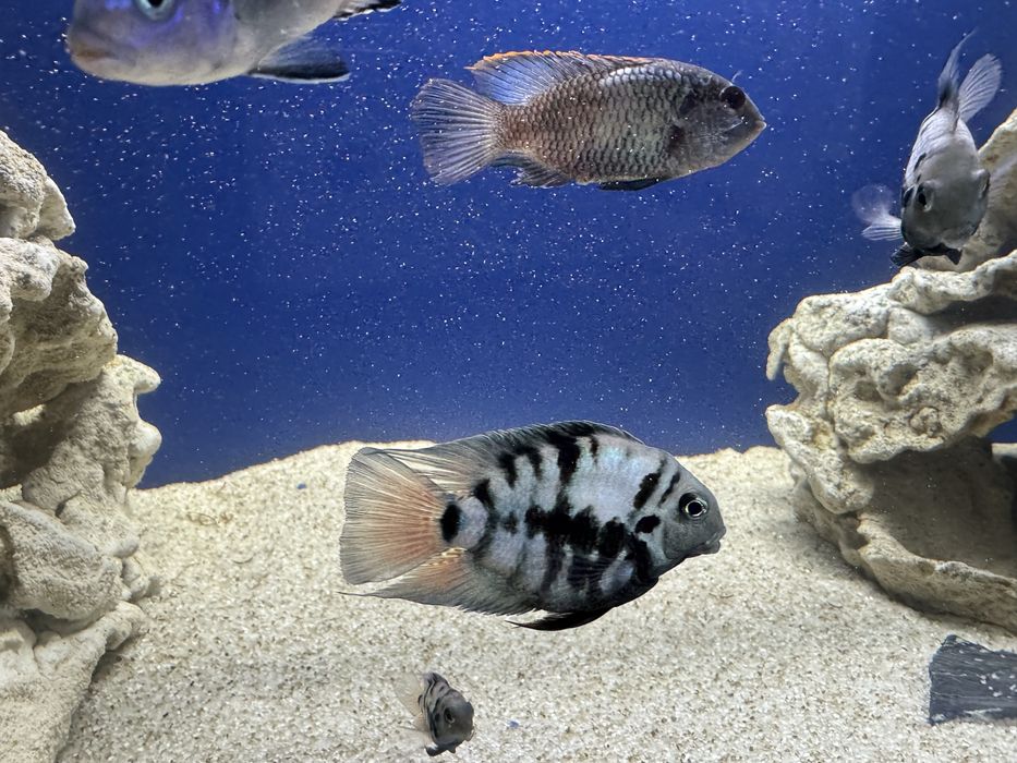 Продам рибок цихлід та сомів