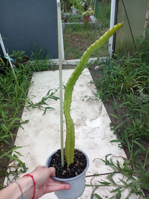Vendo pitaia amarela