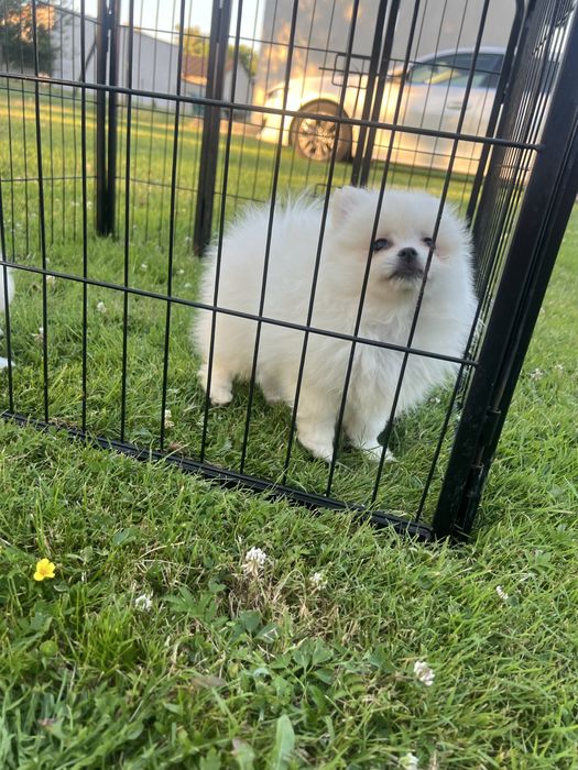 Szpic miniaturowy, Pomeranian