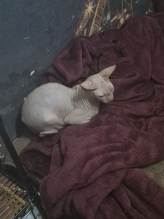 Gatinho com 7 meses
