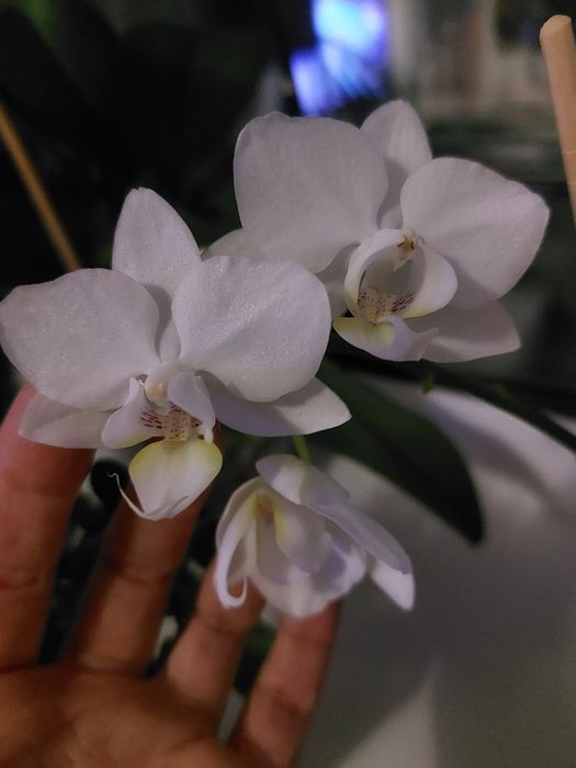 Продам орхидею миди