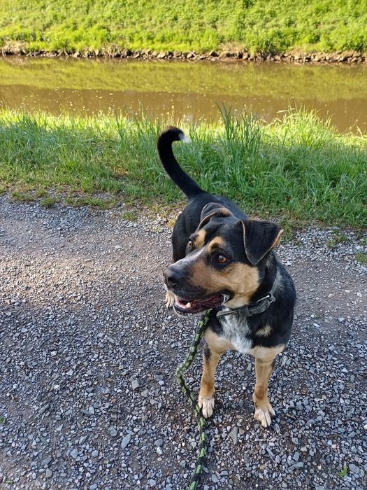 Czesio - pies ze schroniska Rybnik