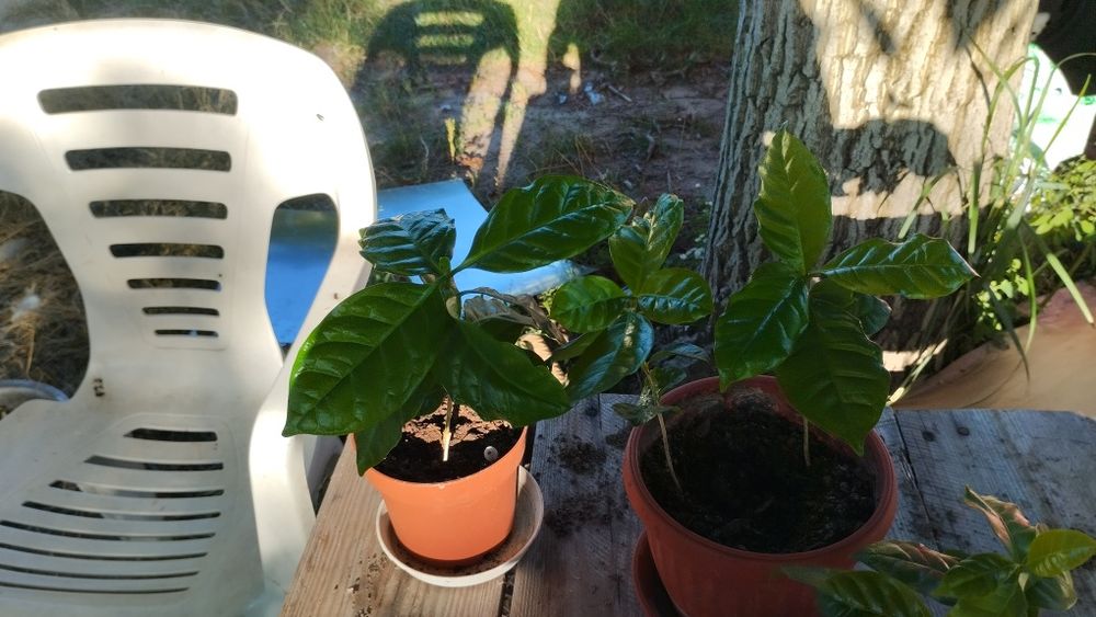 Продам трішки своїх екзотів