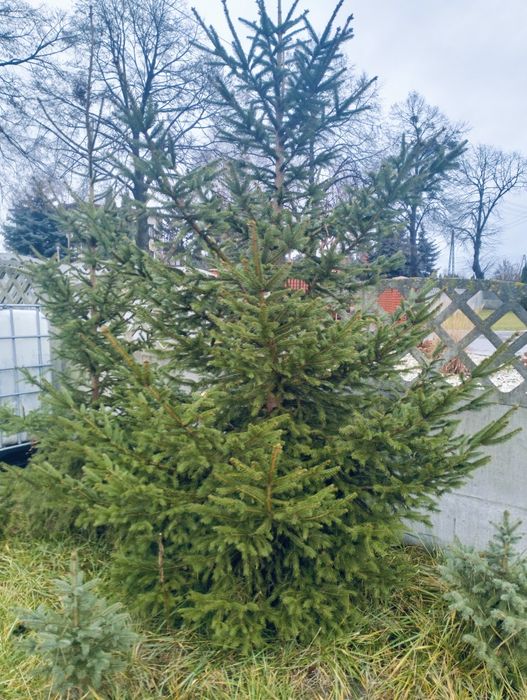 Choinki ok 2.5m.