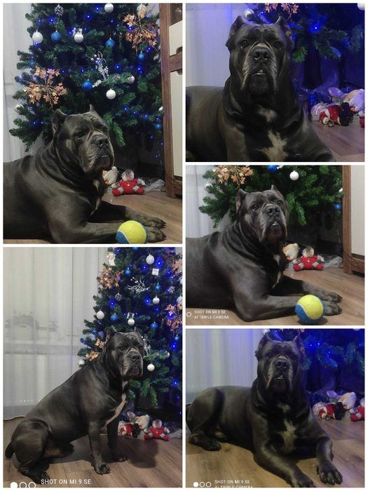 КРАСЕНЬ КАНЕ КОРСЕ шукає дівчинку