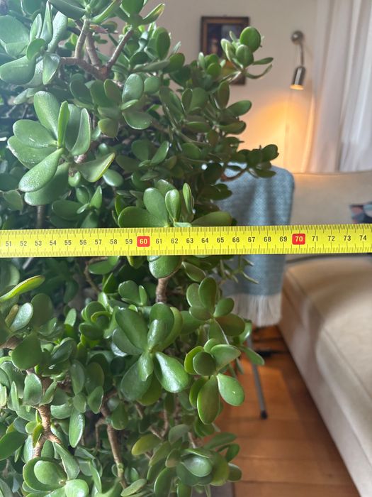 Grubosz gigant, piękny!