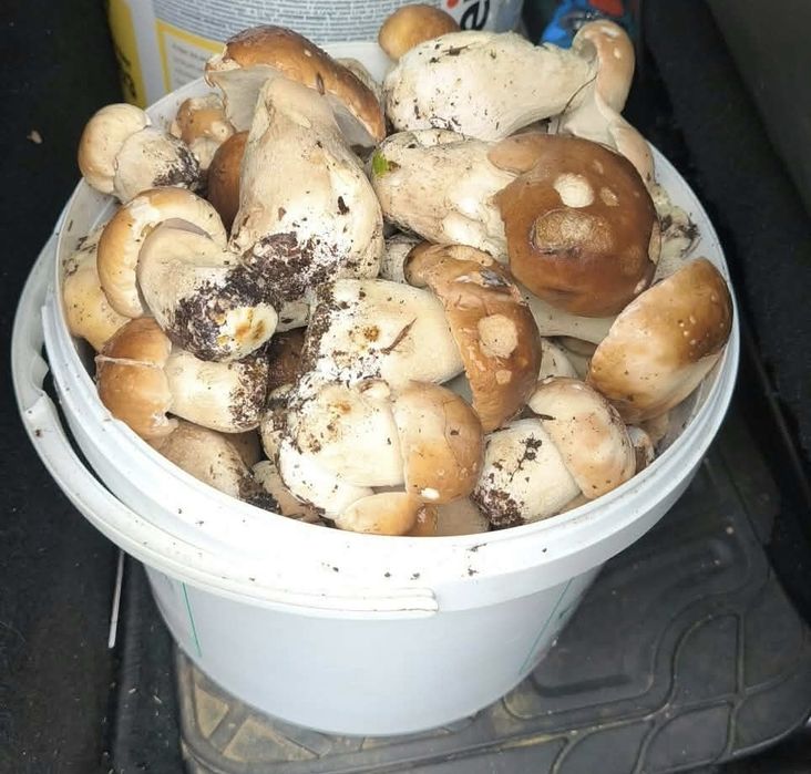grzyby zbierane codziennie