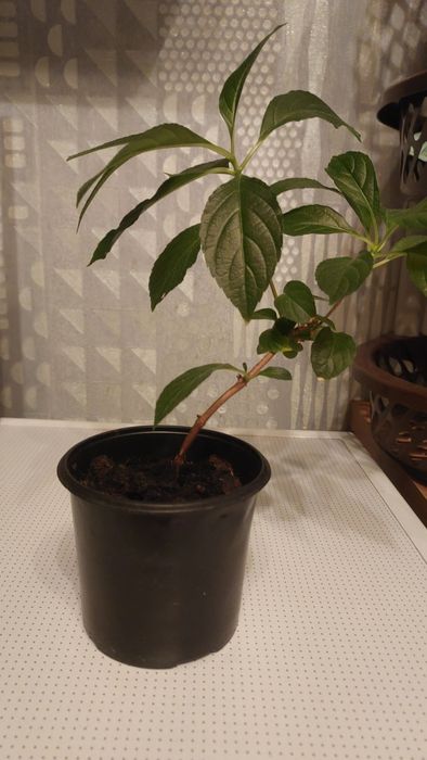 Гортензія ампельна"Runaway Bride" 4річ.