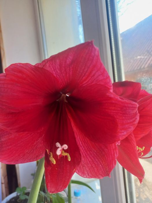 Гіпеаструм. Амариліс