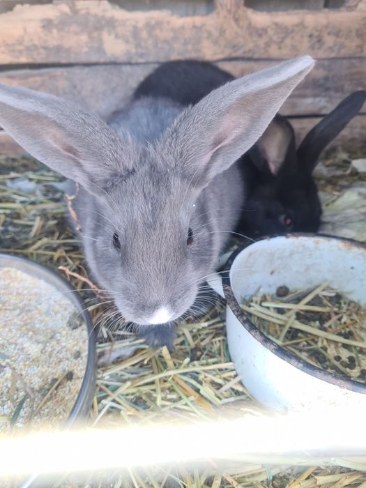 Продам кролі маленькі