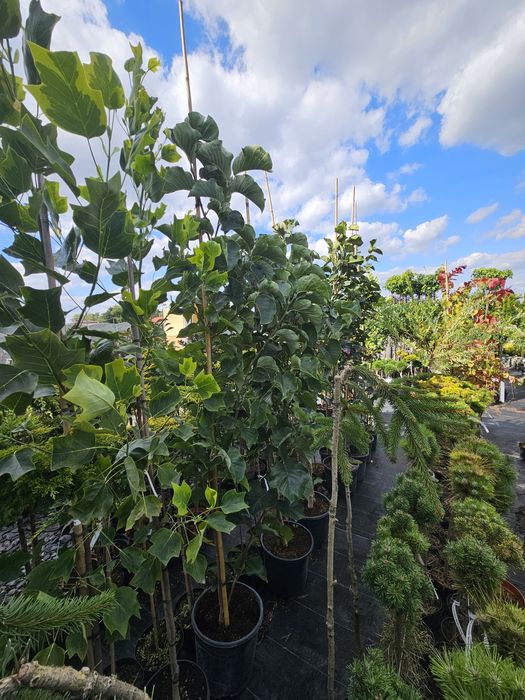 Sosny formowane  bonsai Jałowiec Judaszowiec