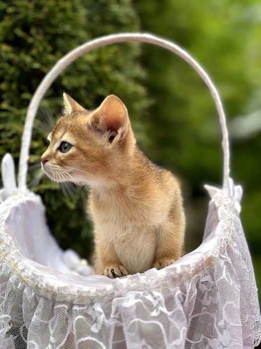 Чарівний абісінський котик.Доставка за кордон.