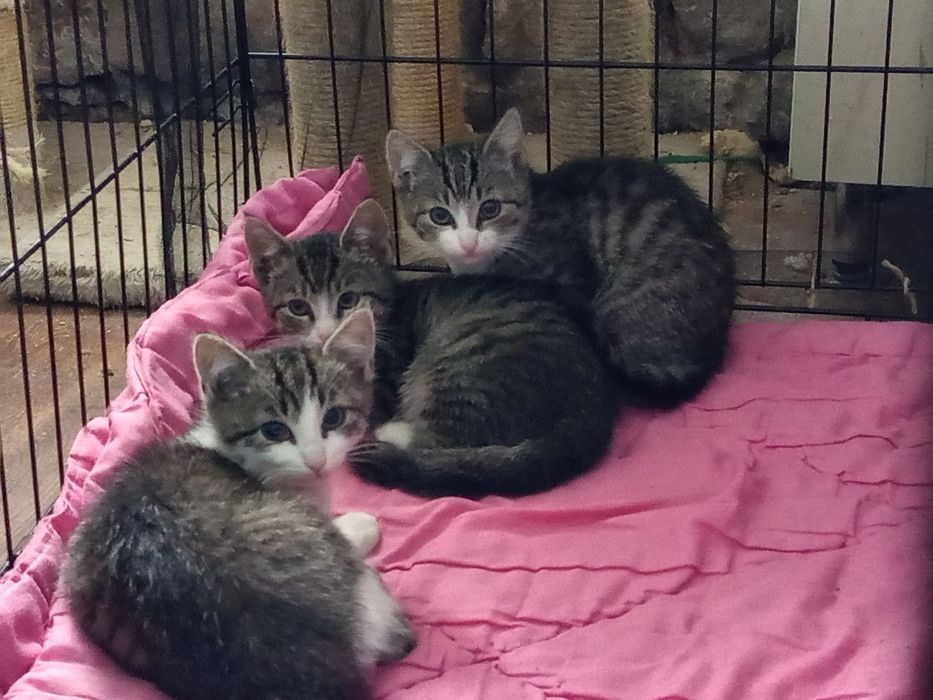3 miesięczne maluchy do adopcji