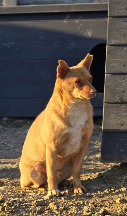 Samiec 12kg do adopcji