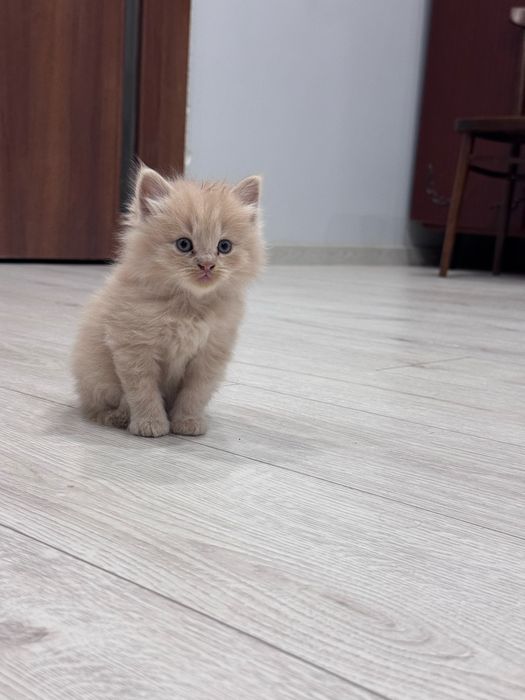 Котята себирская кошка